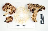 Russula romellii image