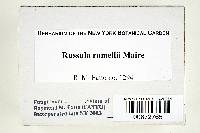 Russula romellii image
