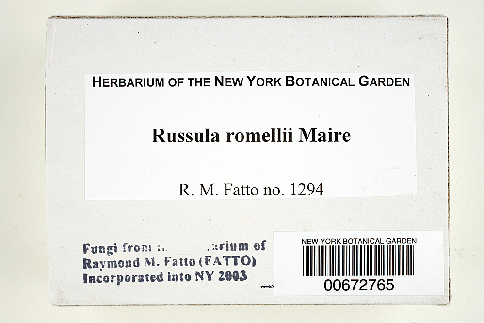 Russula romellii image
