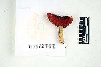 Russula humidicola image