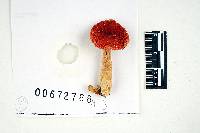 Russula subpunctata image