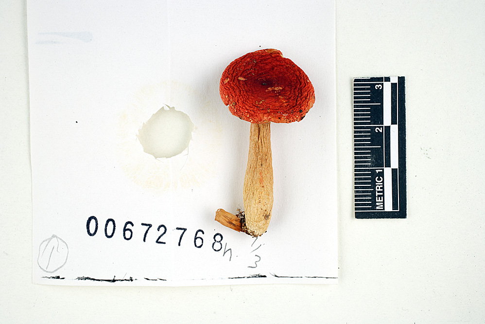Russula subpunctata image