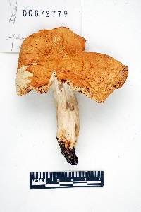 Russula fulvescens image