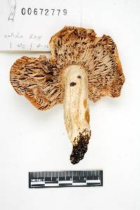 Russula fulvescens image