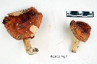 Russula pulchra image