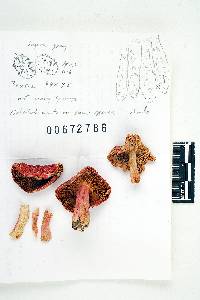 Russula subpunctata image