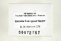 Russula font-queri image