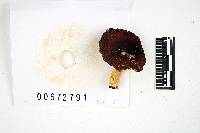 Russula pusilla image