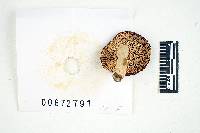 Russula pusilla image