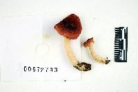 Russula humidicola image