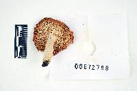 Russula rugulosa image