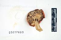 Russula cystidiosa image