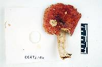 Russula rugulosa image