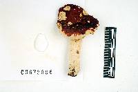 Russula rugulosa image