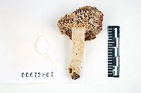 Russula rugulosa image