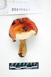 Russula aquosa image