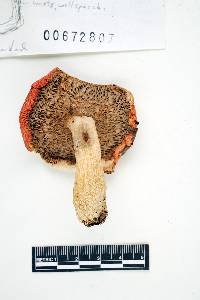 Russula aquosa image