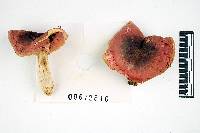 Russula flavisiccans image