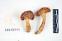 Russula subpunctata image