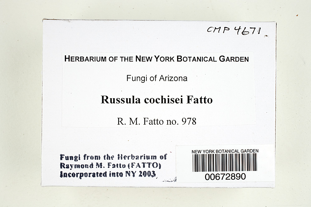 Russula cochisei image
