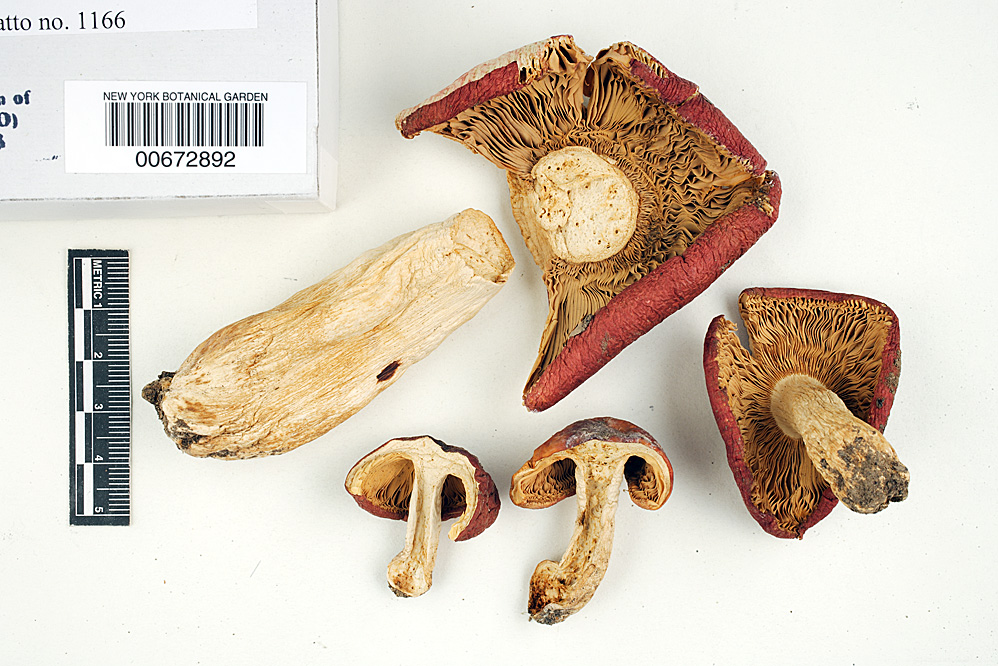 Russula cochisei image