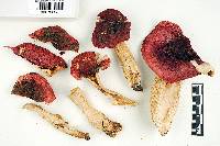 Russula alutacea image