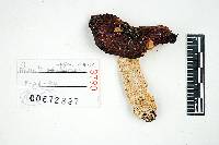 Russula zelleri image