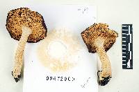 Russula zelleri image
