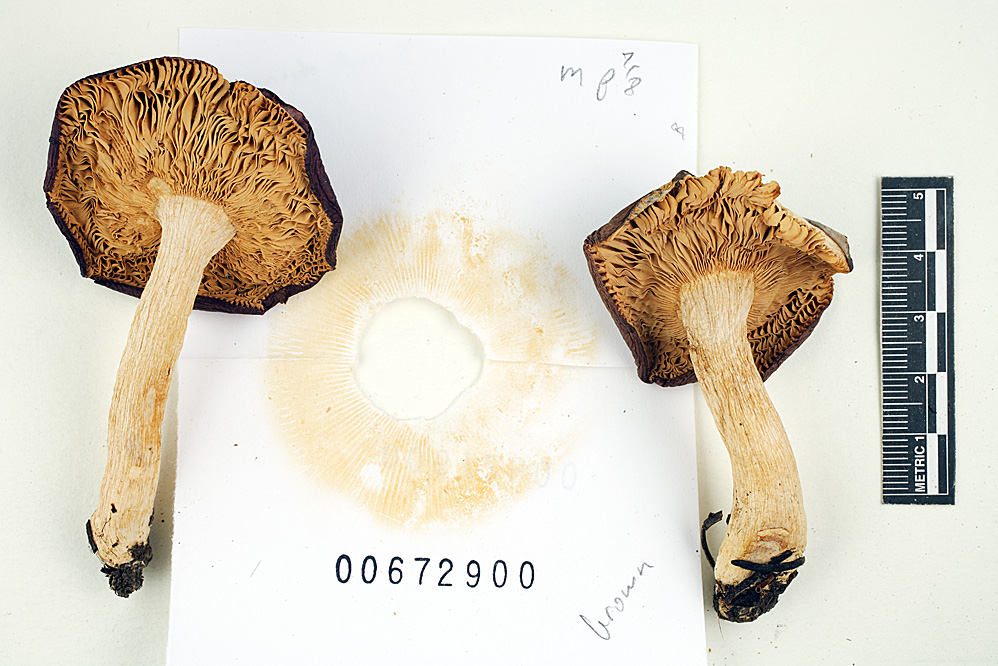 Russula zelleri image