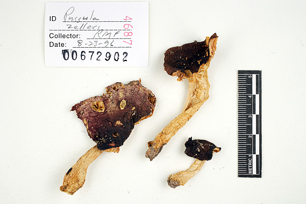 Russula zelleri image
