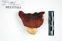 Russula cochisei image