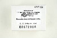 Russula cinereovinosa image