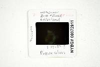 Russula solaris image
