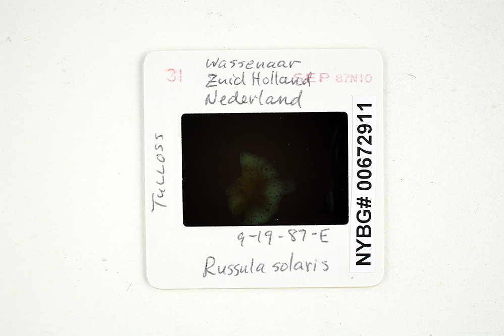 Russula solaris image