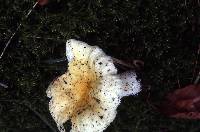 Russula solaris image