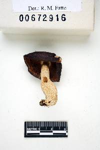 Russula caerulea image