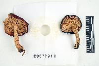 Russula nitida image