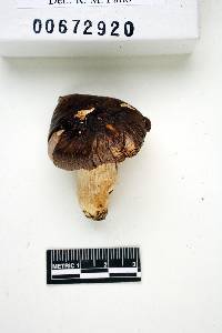 Russula turci image