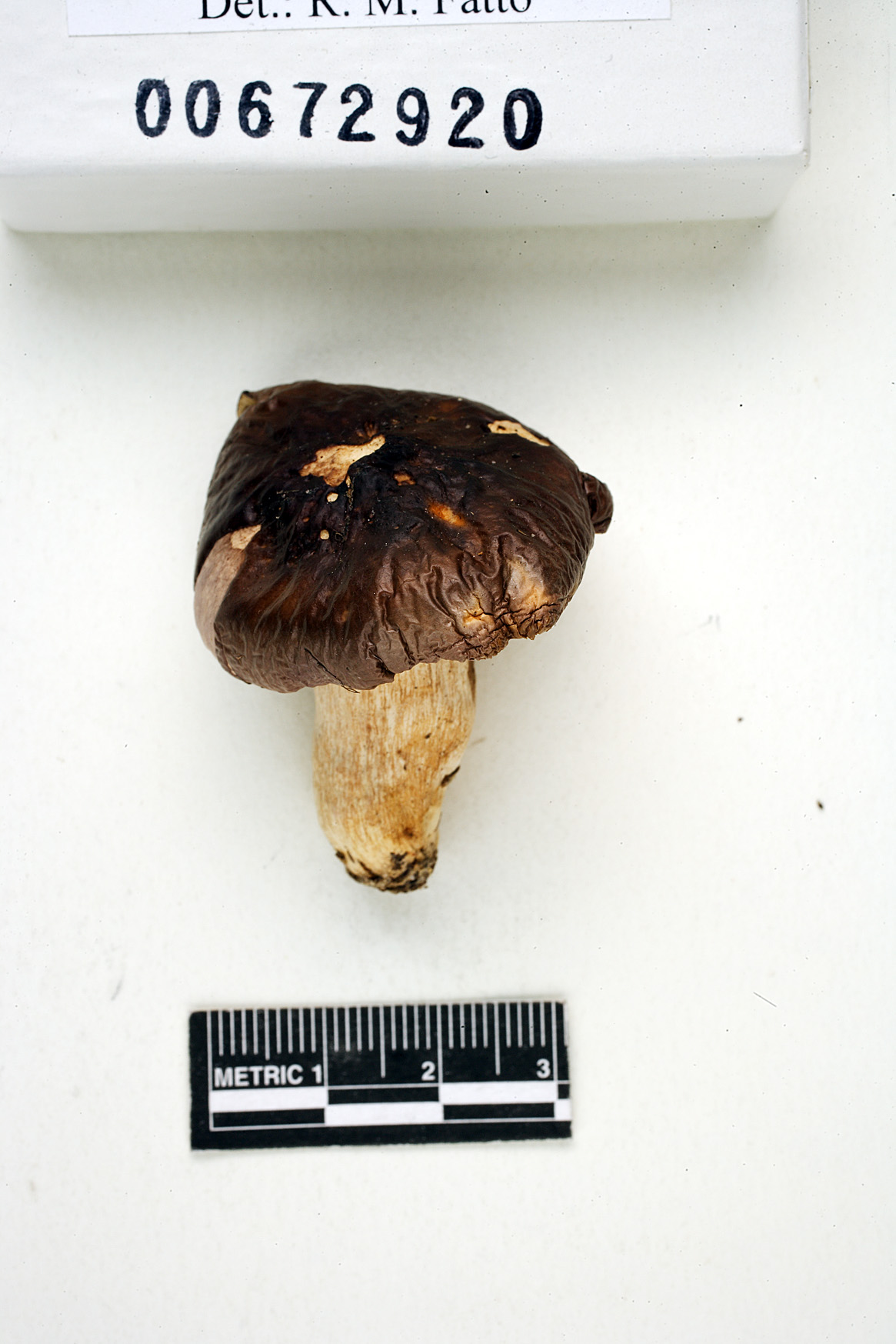 Russula turci image