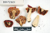 Russula mairei image