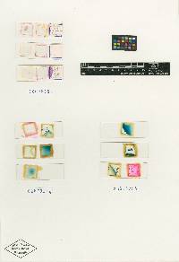 Hypomyces transformans image