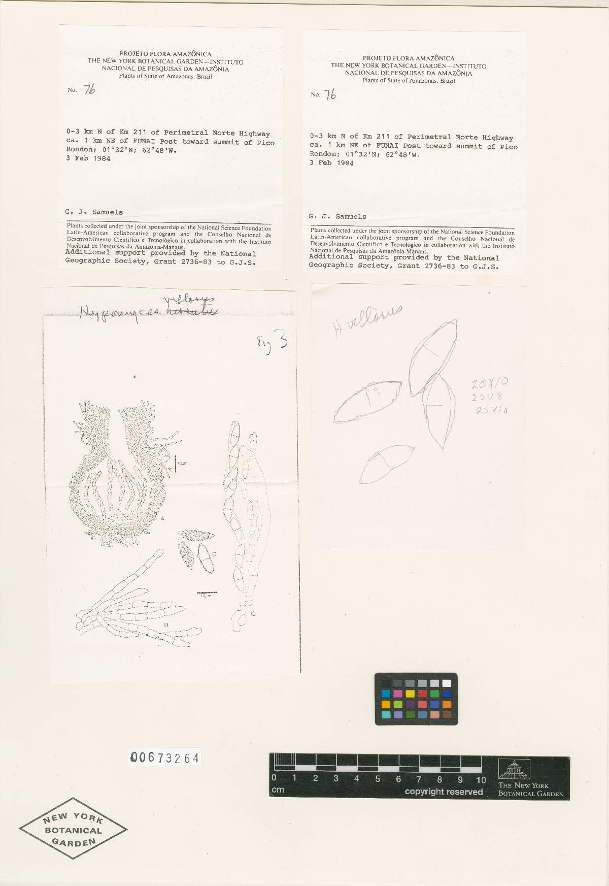 Hypomyces villosus image