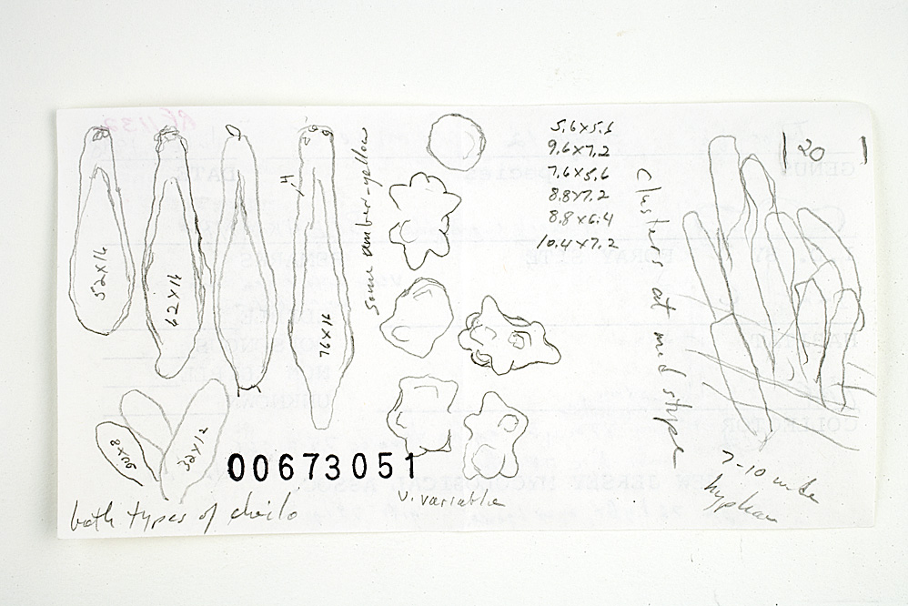 Inocybe prominens image