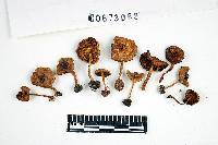 Inocybe mixtilis image