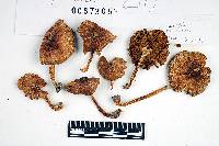 Inocybe fastigiella image