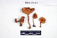 Inocybe caesariata image