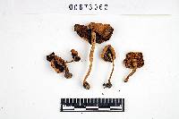 Inocybe caesariata image