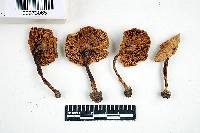 Inocybe albodisca image