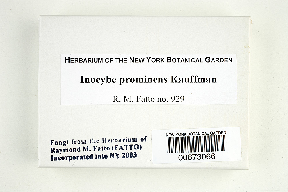 Inocybe prominens image