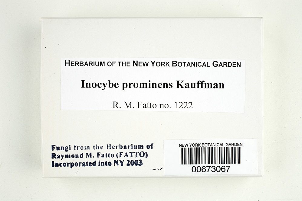Inocybe prominens image